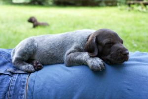 Fogelhund puppy sleeps in this photo used in an Ottawa website development project